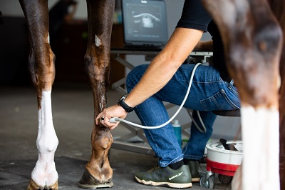 新药|RenuTend™马用干细胞欧洲上市用于马的肌腱和悬吊韧带损伤强化愈合